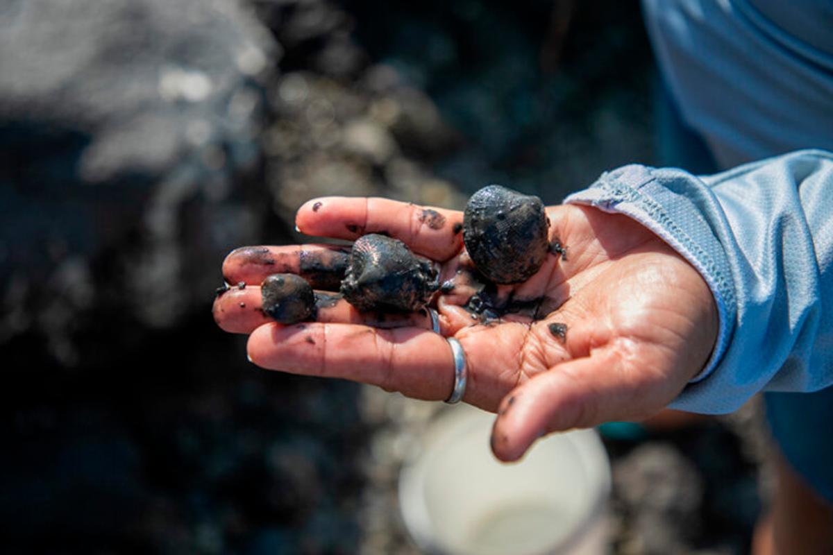 Mujeres del mar: las pescadoras de América Latina que sostienen la pesca y defienden ecosistemas 