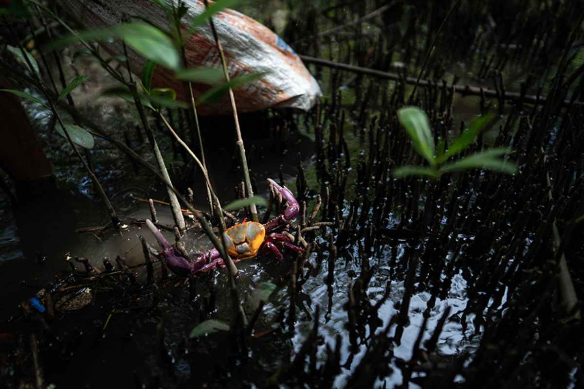Mujeres del mar: las pescadoras de América Latina que sostienen la pesca y defienden ecosistemas 