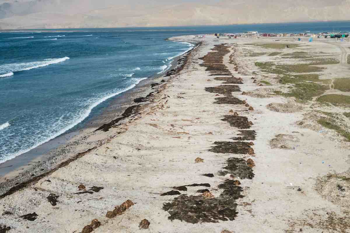 Mujeres del mar: las pescadoras de América Latina que sostienen la pesca y defienden ecosistemas