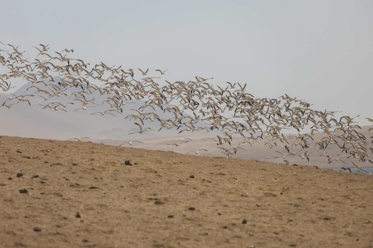 Mujeres del mar: las pescadoras de América Latina que sostienen la pesca y defienden ecosistemas