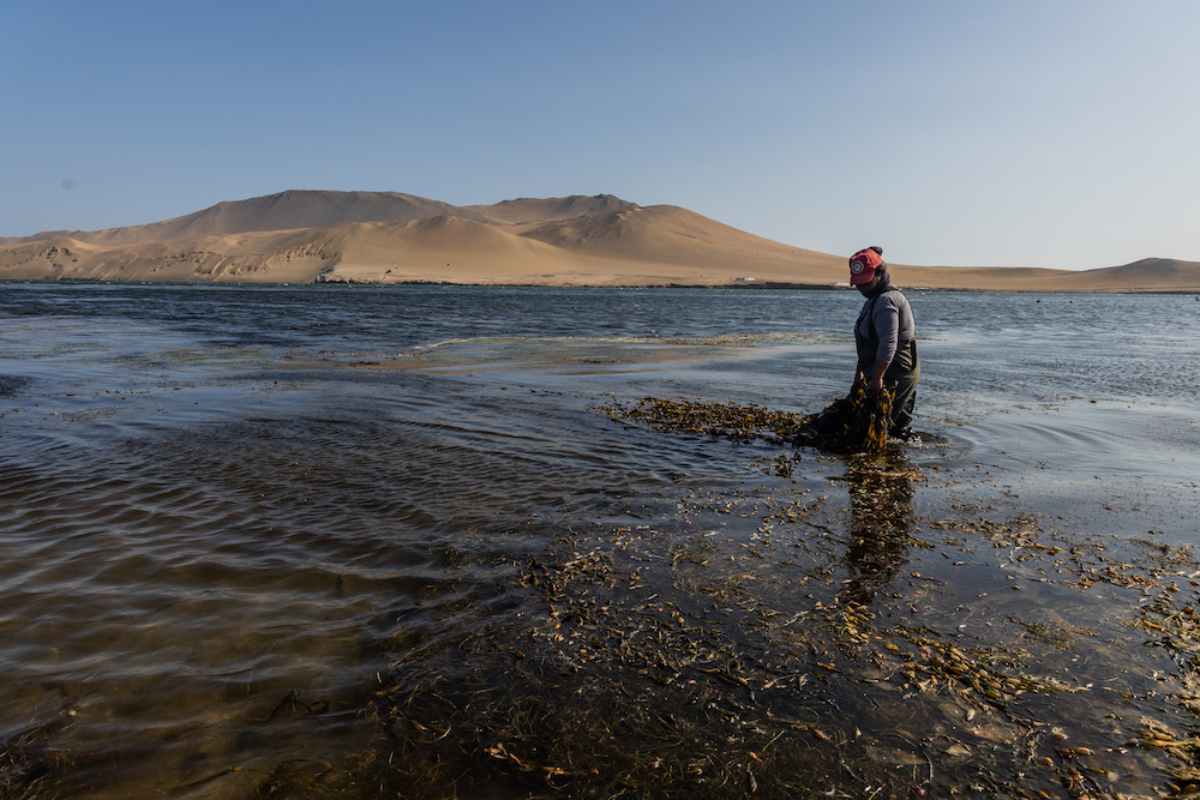 Mujeres del mar: las pescadoras de América Latina que sostienen la pesca y defienden ecosistemas