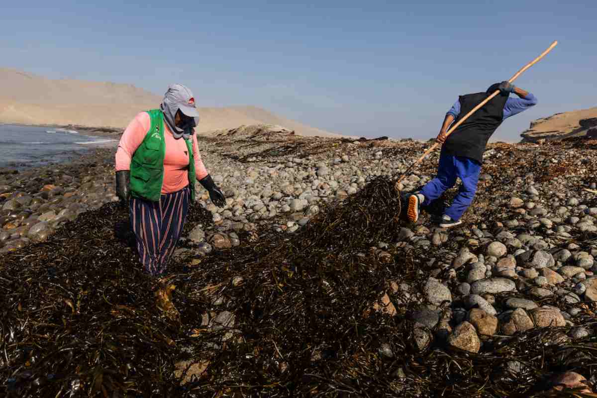 Mujeres del mar: las pescadoras de América Latina que sostienen la pesca y defienden ecosistemas
