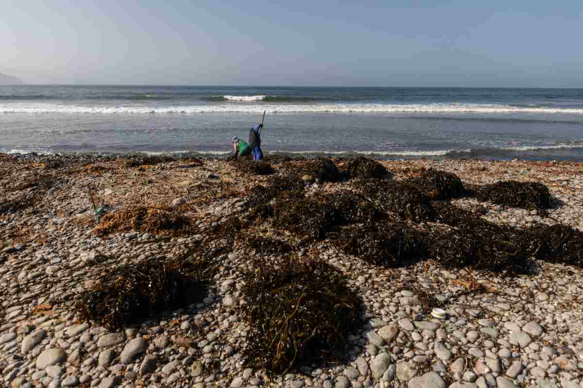 Mujeres del mar: las pescadoras de América Latina que sostienen la pesca y defienden ecosistemas