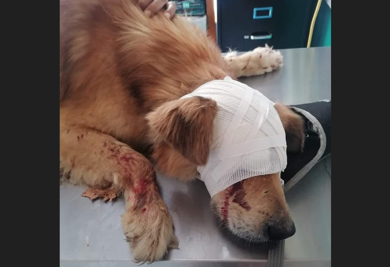 En Oaxaca denuncian tres casos de agresión a perros, los dejan sin ojos