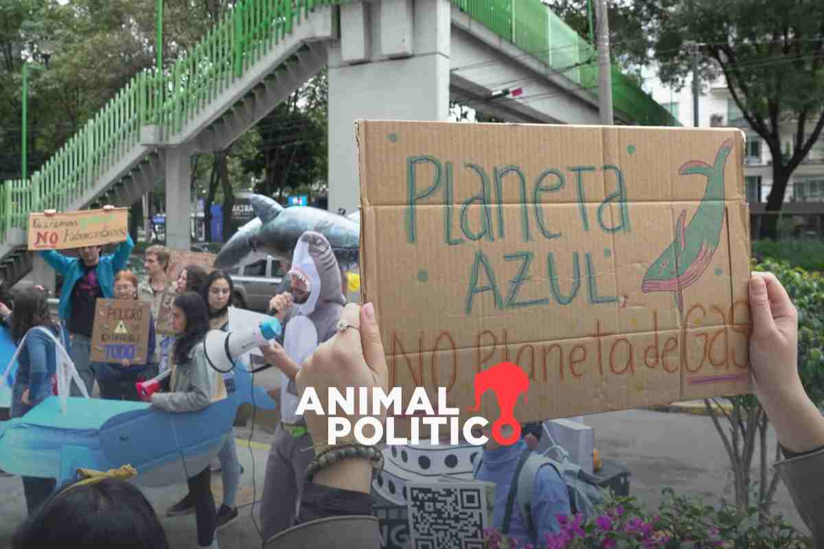 Admiten amparos contra ASEA, Semarnat y Presidencia para proteger el Golfo de California