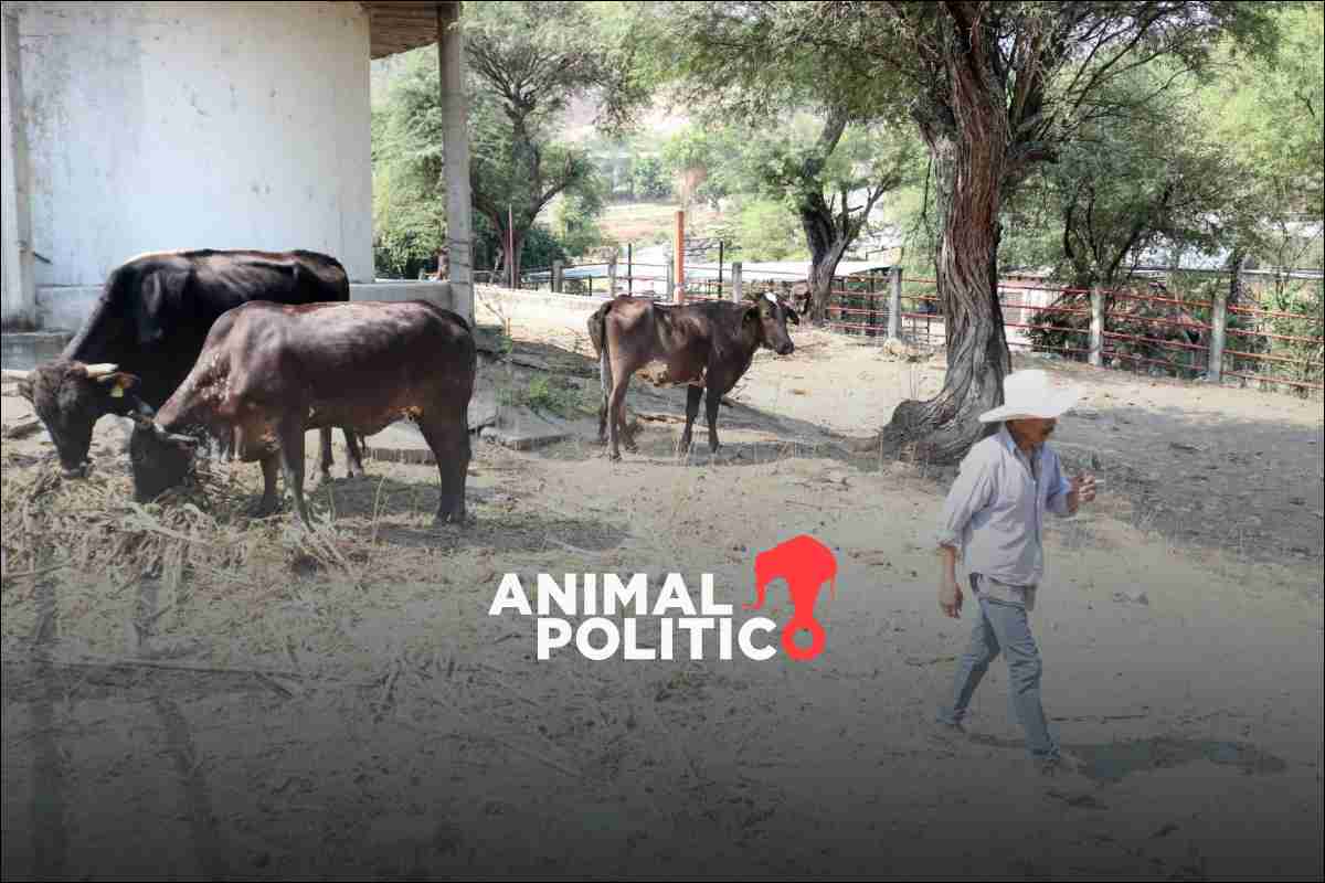 PIB de México crece 0.2% en primer trimestre del año impulsado por el sector agropecuario 