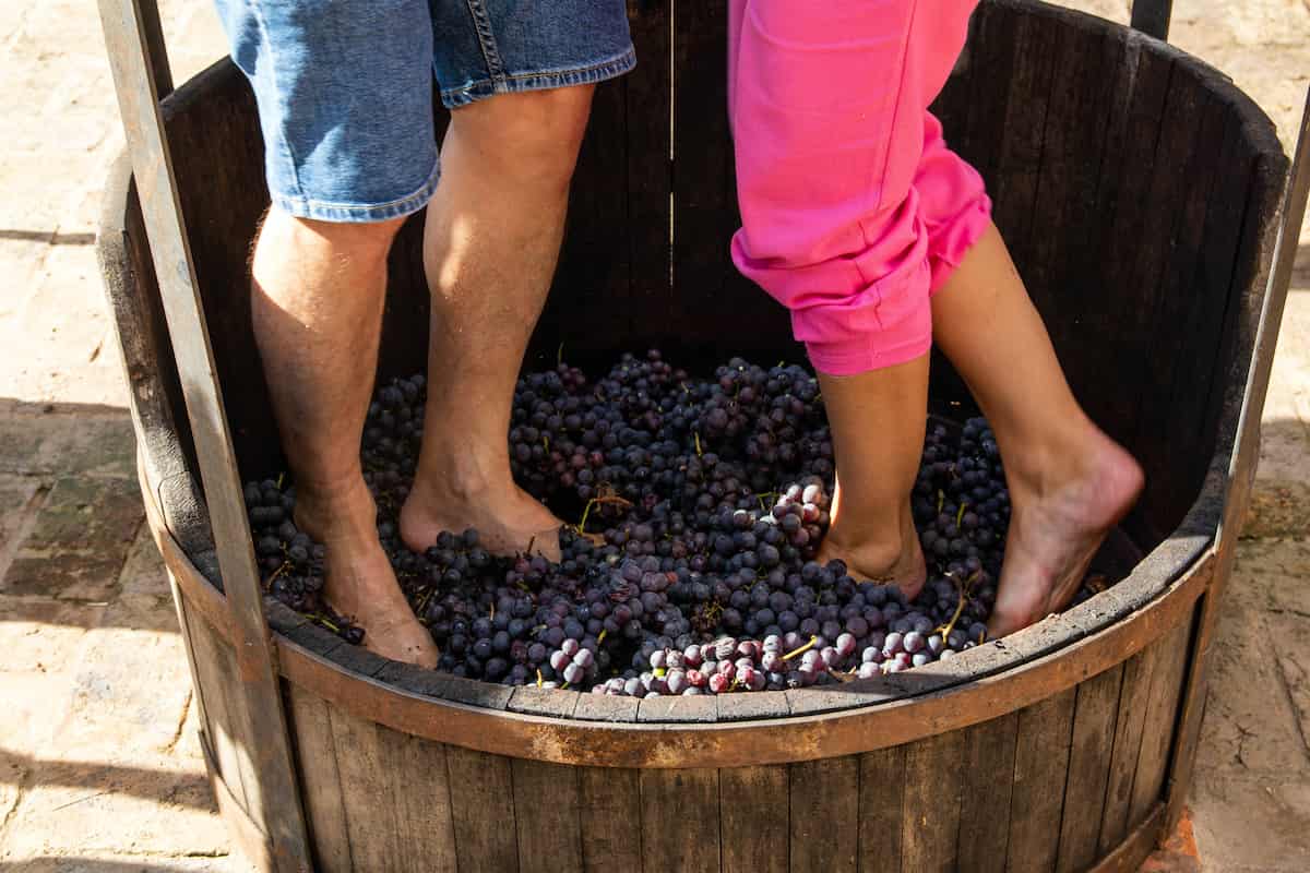 La tradición de la pisada de uvas, un atractivo enoturístico