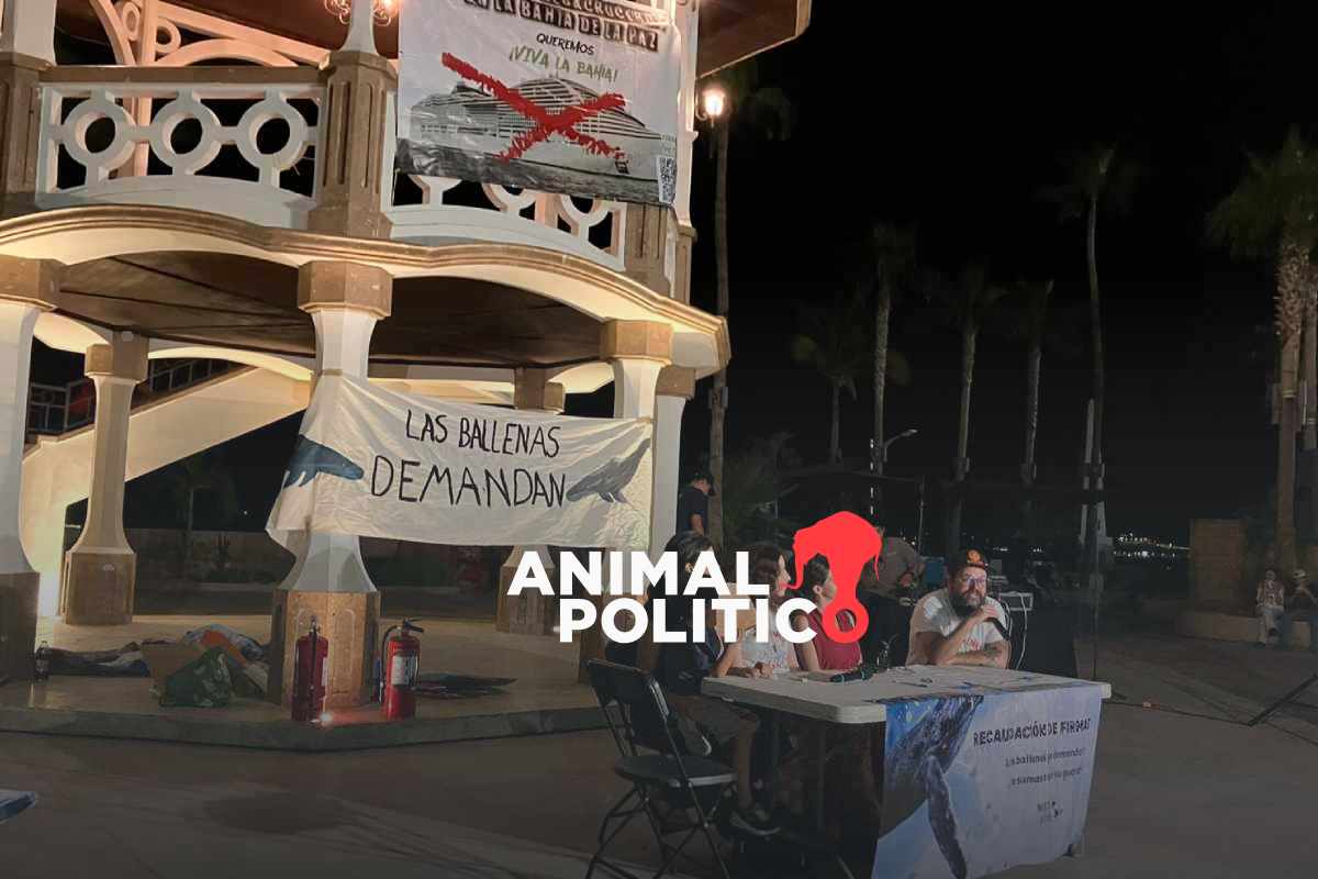 Presentan primera demanda a nombre de las ballenas; buscan protegerlas de megaproyectos