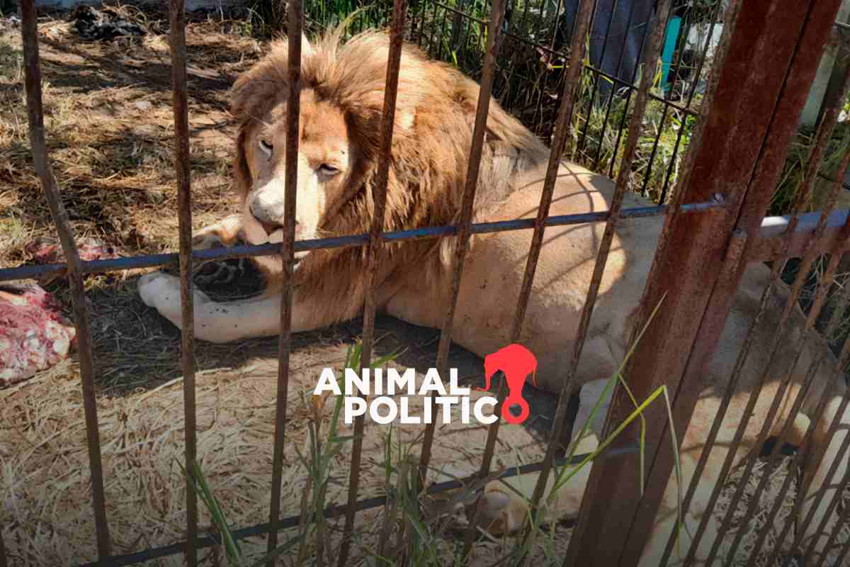 Profepa encuentra 36 animales exóticos, entre ellos 8 cachorros de león, en un domicilio de Edomex