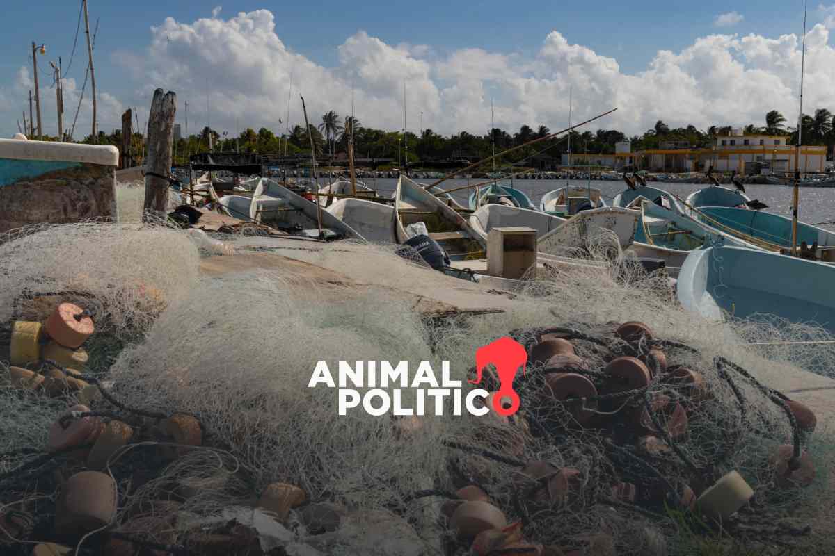 Pesca irregular y deterioro ambiental atentan contra el mero en Yucatán; buscan recuperarlo