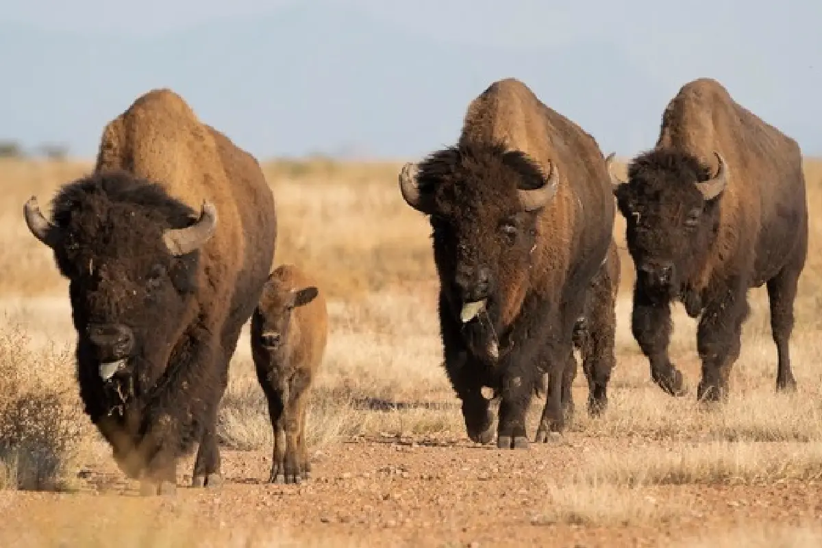 ¡El bisonte americano está de vuelta para sanar a México!