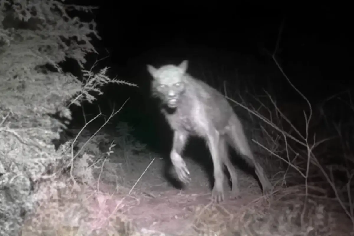 Bestiario mexicano: El coco, los nahuales y los monstruos que aún "viven en el monte"