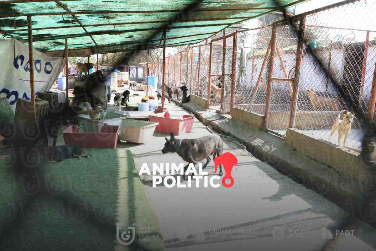 Refugio Franciscano asegura que cuenta con amparos para restituir albergue; Gobierno de CDMX reubica