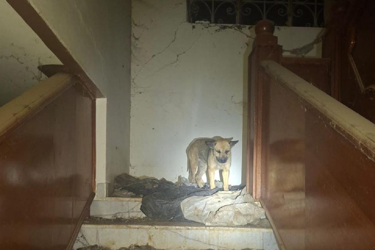 Rescatan a 29 perros en condiciones de maltrato en Sahuayo, Michoacán; hay una persona detenida