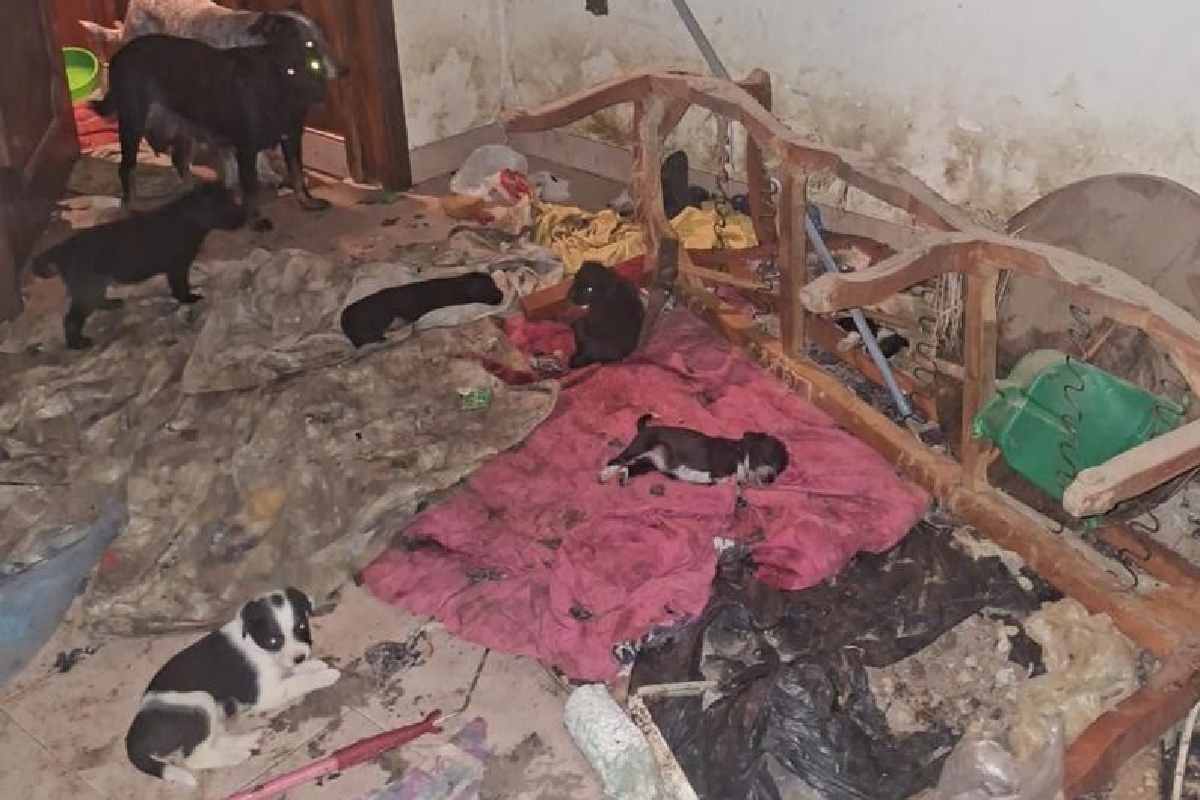 Rescatan a 29 perros en condiciones de maltrato en Sahuayo, Michoacán; hay una persona detenida