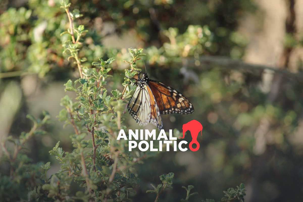 Retraso en arribo de la mariposa monarca; domo de calor en Estados Unidos detuvo su ingreso a México