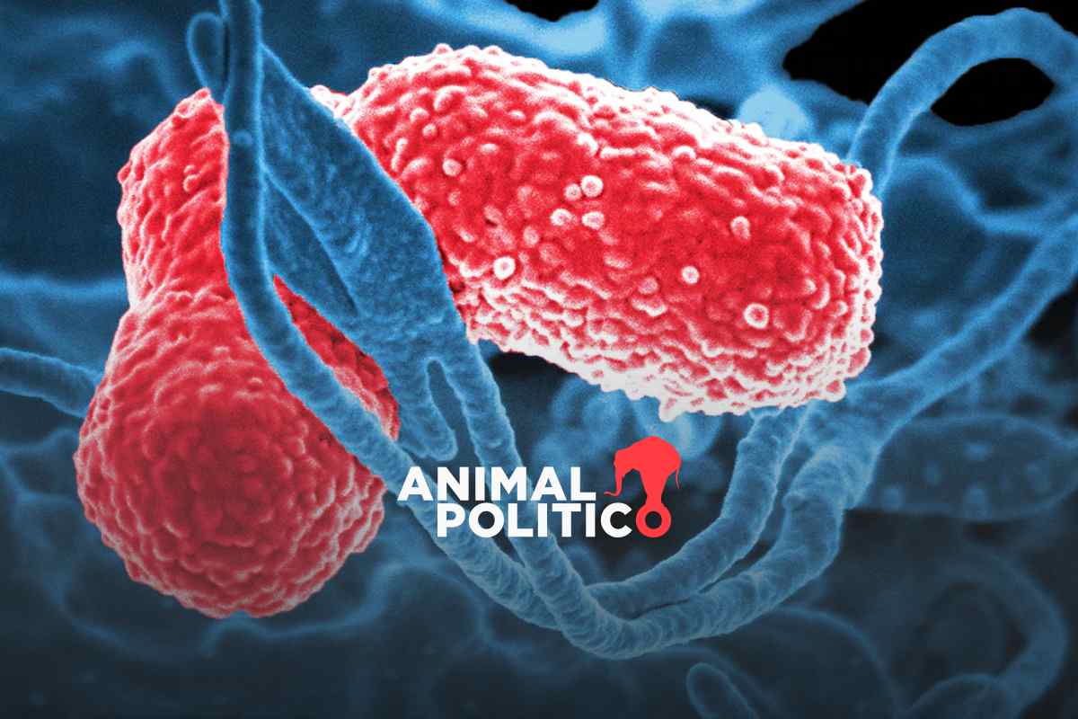 Alerta epidemiológica por bacteria Klebsiella oxytoca en Edomex; estos son los síntomas