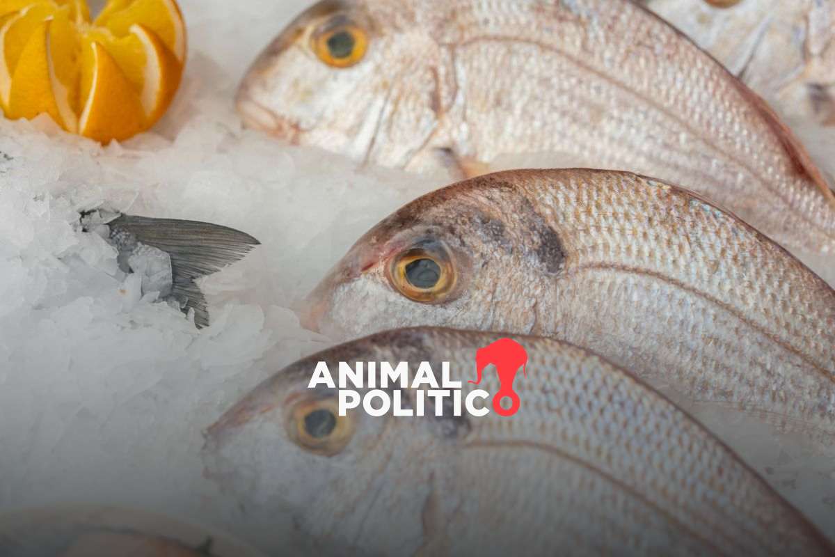 Sanidad y pesca ilegal impiden que los supermercados puedan abastecerse de pescado sostenible