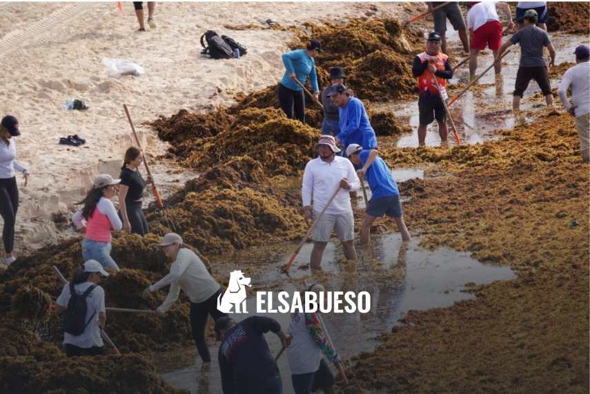 Calentamiento global y los cambios en las corrientes marinas adelantan aparición del sargazo