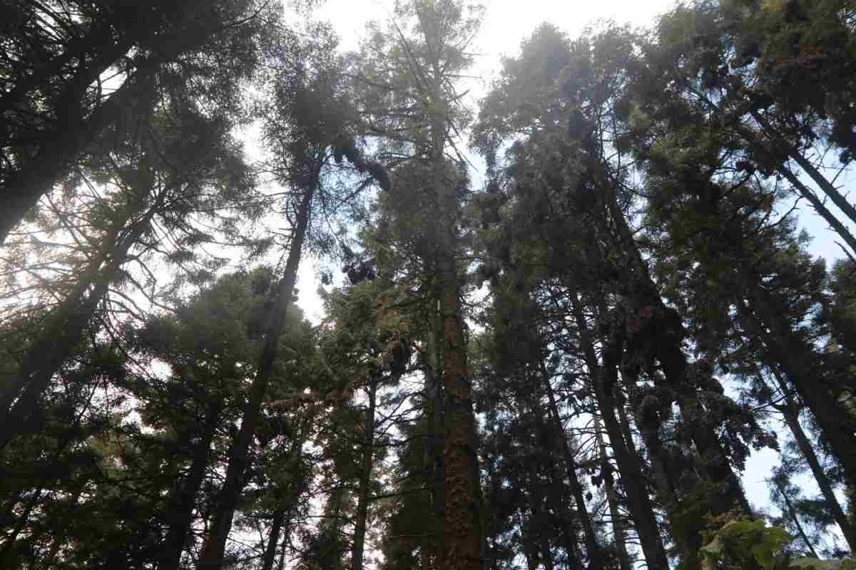 Semarnat emite decretos sobre 13 nuevas Áreas Naturales Protegidas en seis estados del país