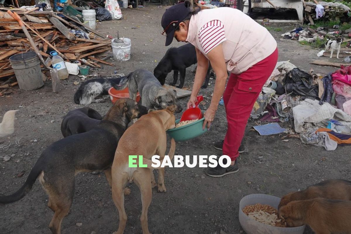 ¿Y cuando el maltrato animal es involuntario? El desafío para entender el síndrome del arca de Noé 