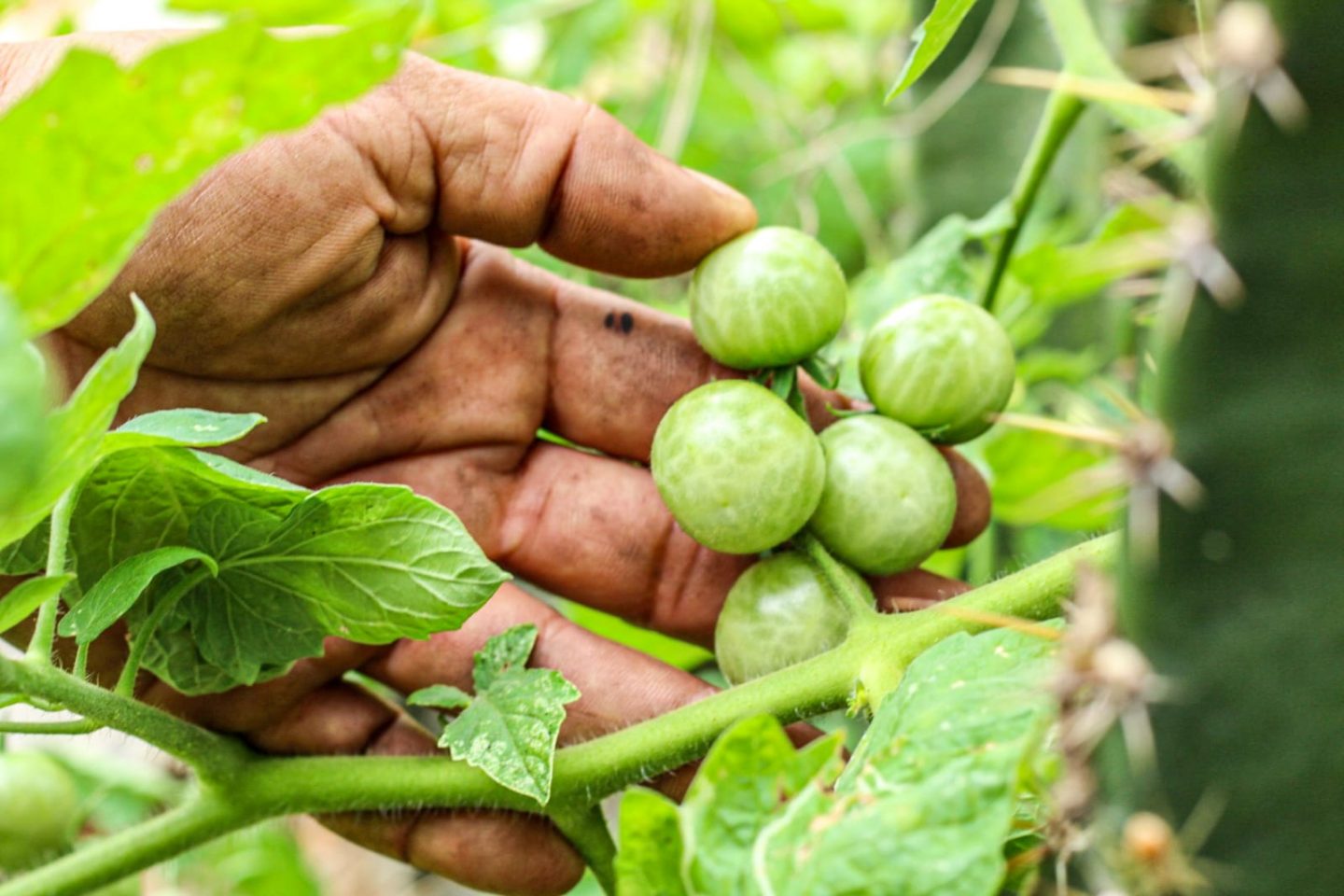 El solar maya U lu'umil Kux, alimentación y energía ecosustentable