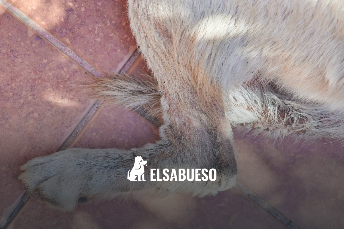 Hongo “Sporothrix brasiliensis”: ¿en qué países de América Latina vive y cómo se transmite?