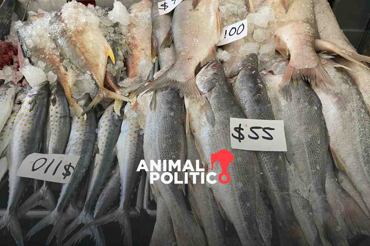 Cuaresma: 1 de cada 3 veces comercios venden tipos de pescados y mariscos diferentes al etiquetado