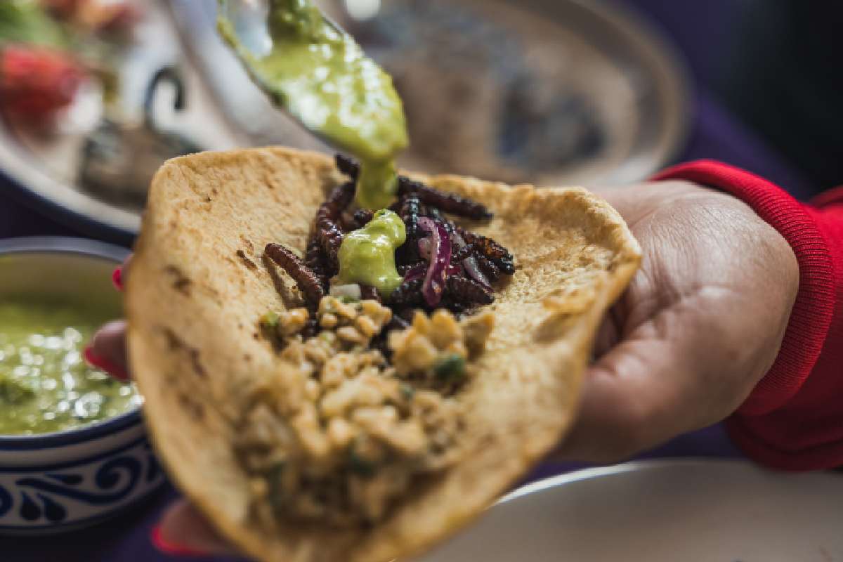 ¿Qué son los jumiles y para qué sirven estos insectos?