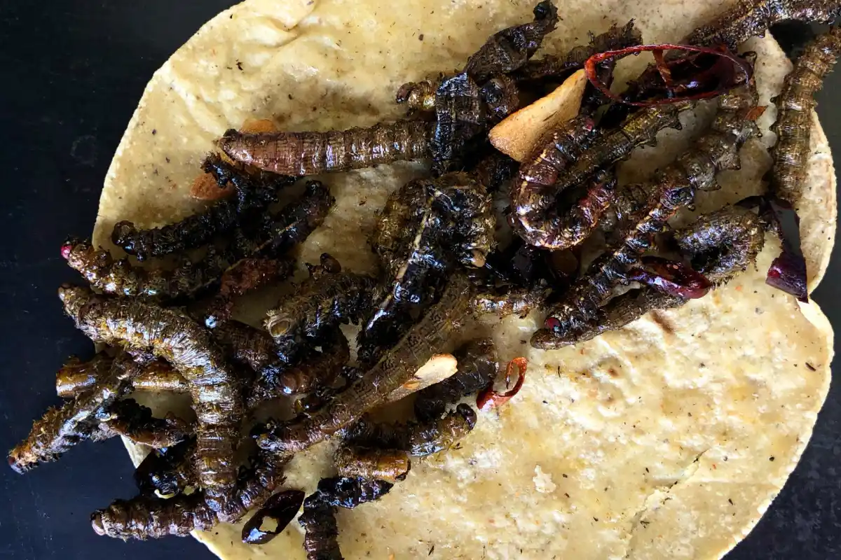 Las cuetlas, un manjar prehispánico que conquista paladares en Puebla