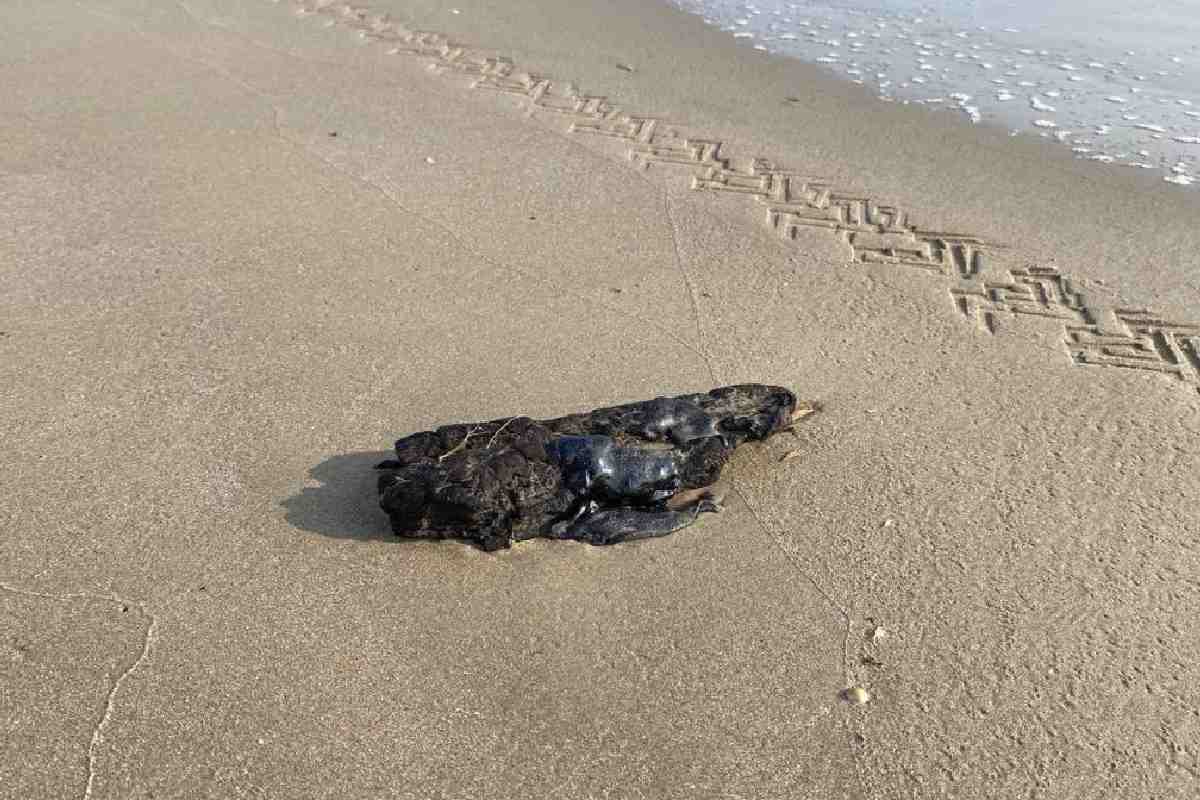 Tamaulipas pasa de la alerta al rastreo activo por derrame de hidrocarburos en el Golfo