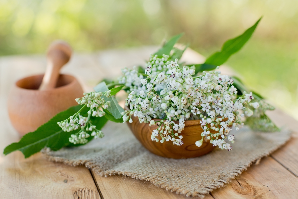 Te decimos todo sobre la flor de valeriana y sus beneficios para el insomnio