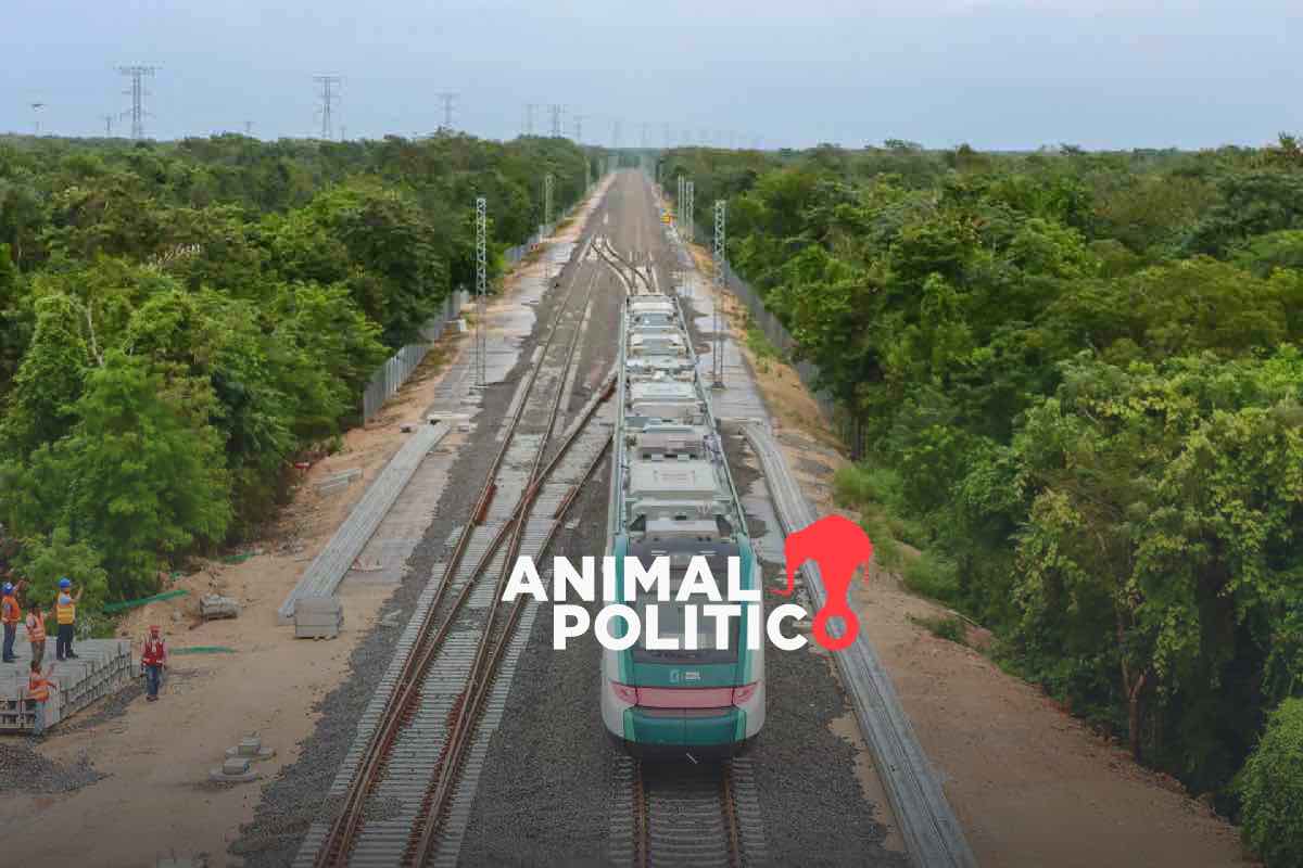 Tramos 5, 6 y 7 del Tren Maya agravan daños irreversibles y elevan violencia en Península de Yucatán