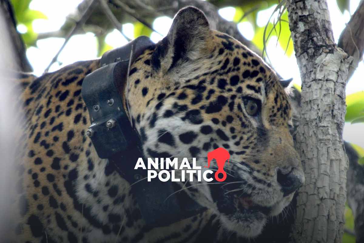 Excazadores y científicos se unen para obtener una radiografía de la amenaza del jaguar en México