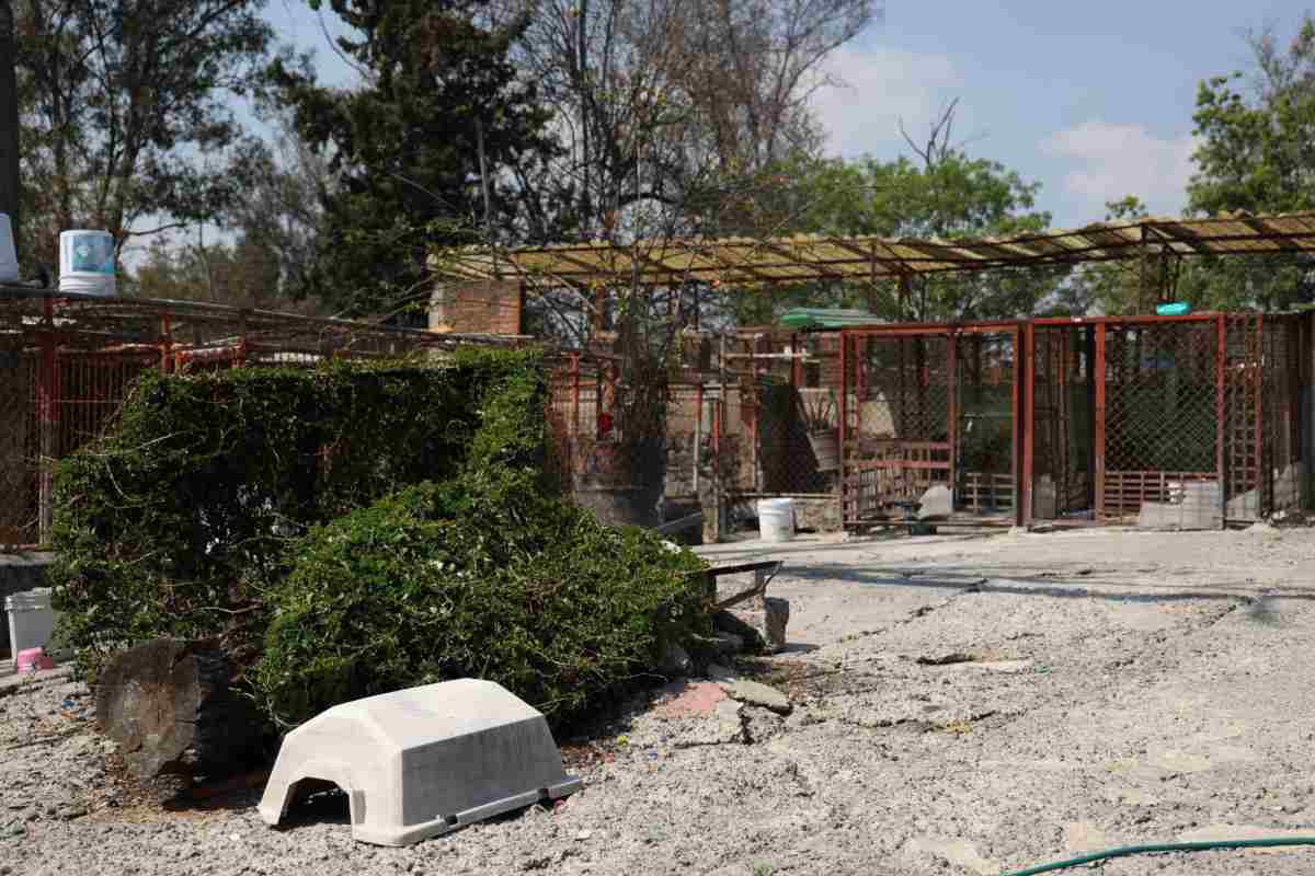 Tribunal autoriza a gobierno CDMX a dar en adopción a perros del Refugio Franciscano 