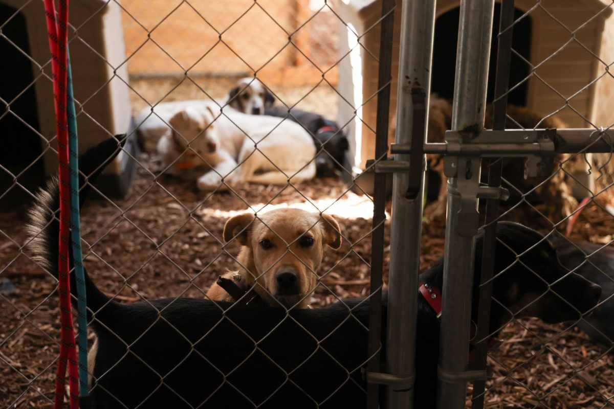 Tribunal autoriza al gobierno de CDMX dar en adopción a los perros del Refugio Franciscano