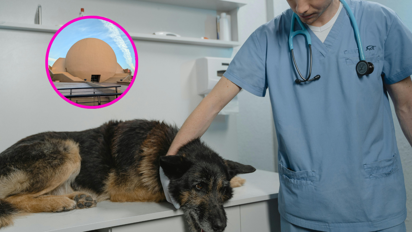 Turismo veterinario: Por esto están cruzando con sus "perrhijos" a Tijuana