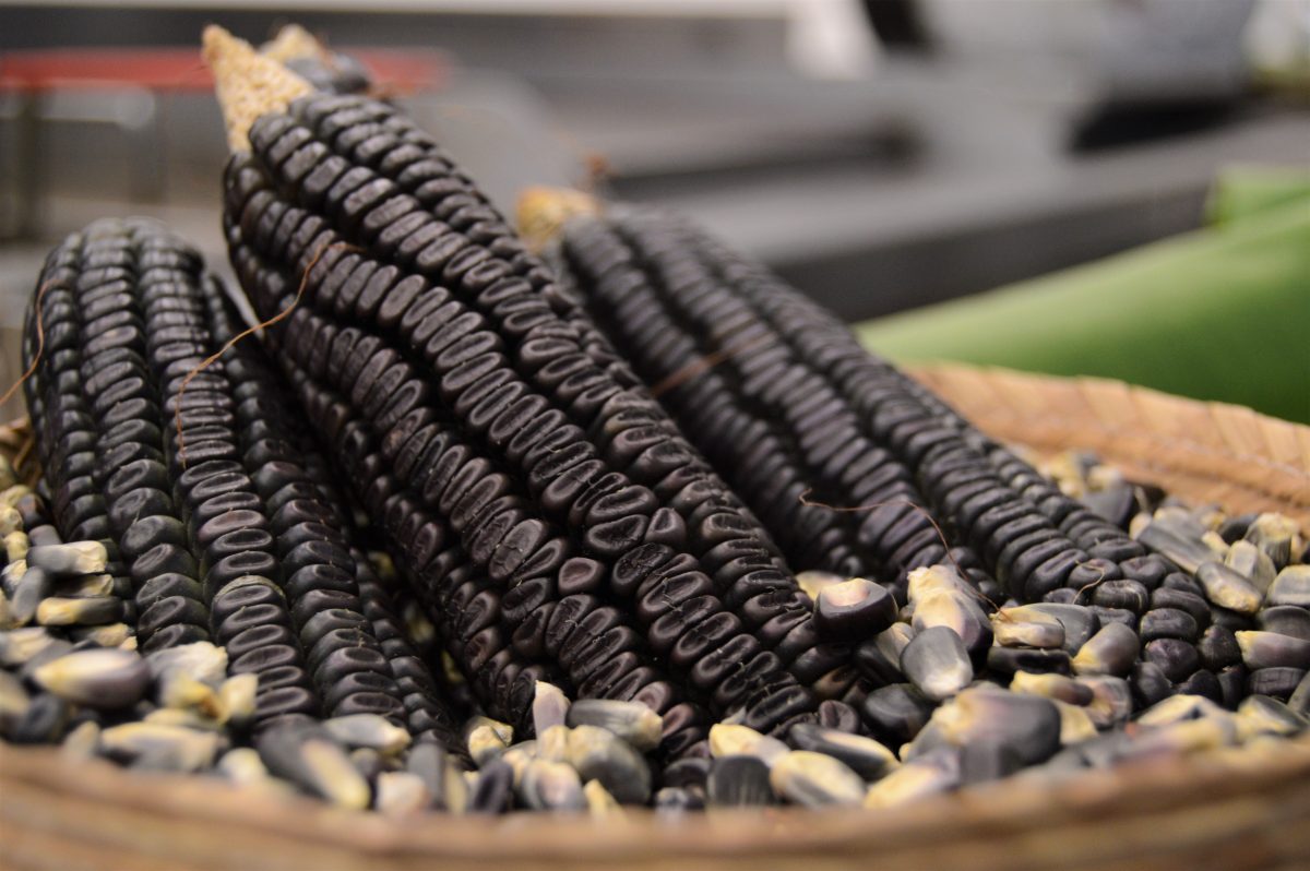 ¿Para qué proteger productos mexicanos como el aguacate, pulque y maíz? Hablemos de las denominaciones de origen