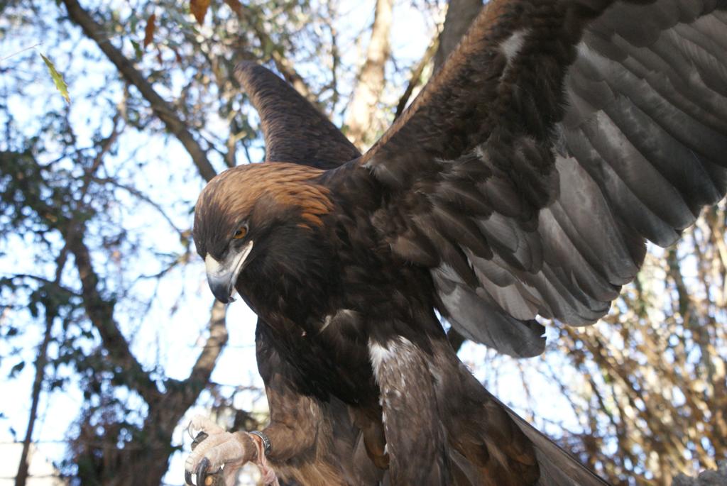 *El águila*, el símbolo nacional que está en peligro de extinción
