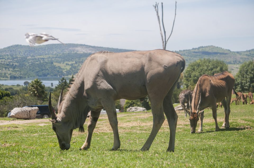 Muere una antílope Eland en el Zoológico de Chapultepec; estaba geriátrica, dicen autoridades