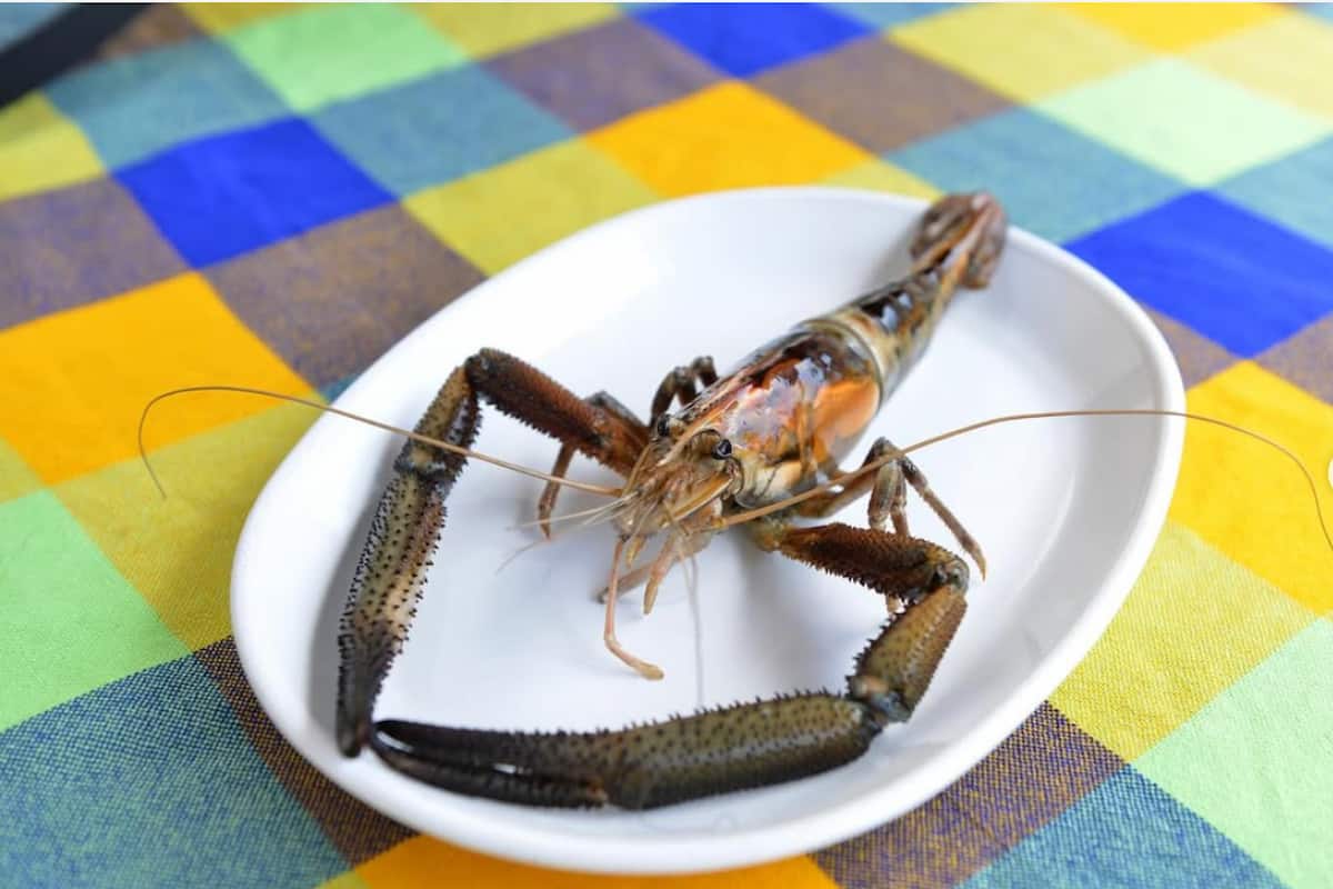 ¿Qué es la acamaya de río? El langostino desaparecido de la Huasteca Potosina