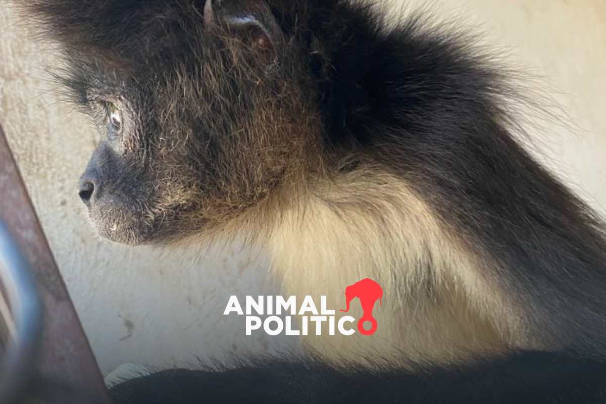 En Acapulco, rescatan a tres monos araña y cuatro garrobos en el Parque Papagayo, devastado por Otis