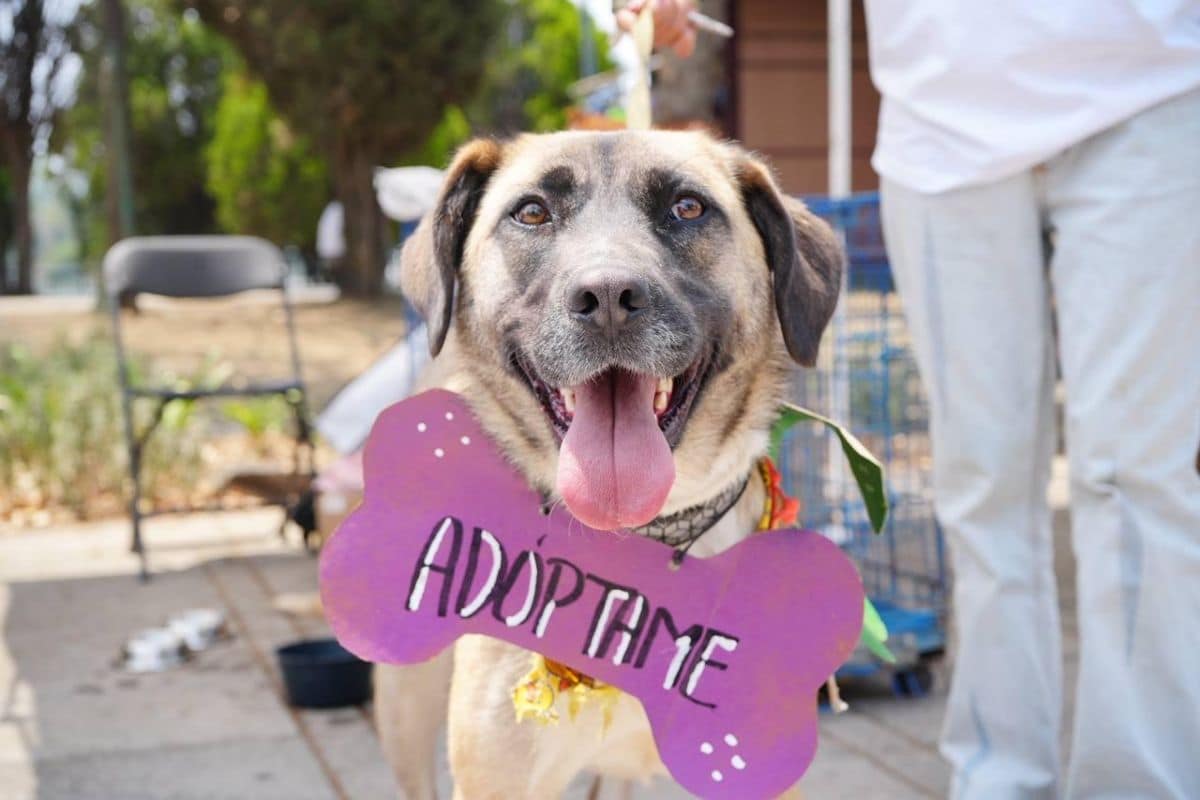 Lánzate al Adoptatón del Bosque de Aragón y encuentra a tu nuevo mejor amigo