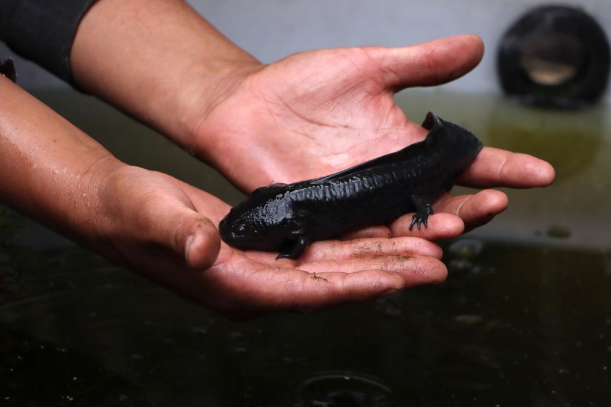 Cómo participar en #AdoptAxolotl: todo sobre la campaña para la conservación del ajolote mexicano 