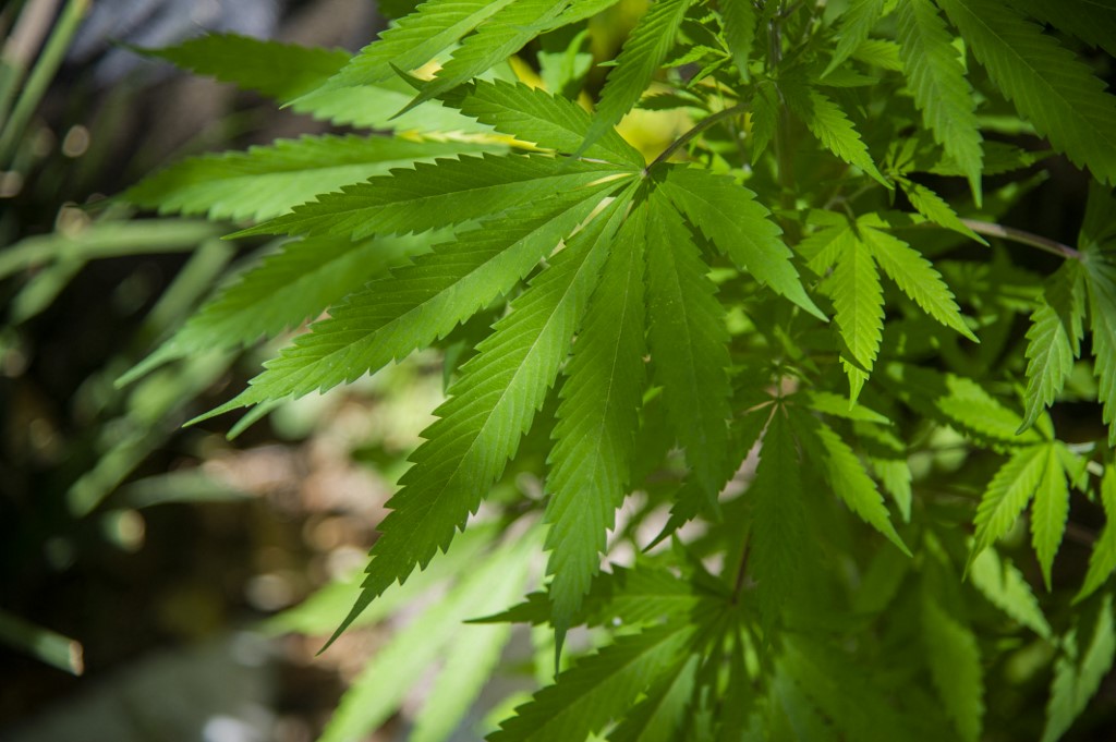 Mariguana: esto es lo que sabemos de la planta, sus efectos y usos
