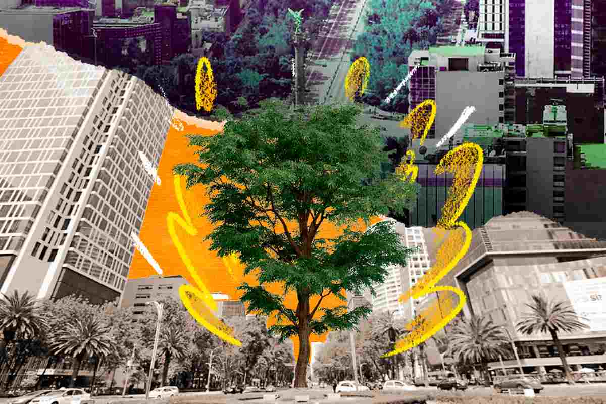 Por qué el ahuehuete de Reforma reverdece a pesar de la contaminación y la crisis hídrica en CDMX