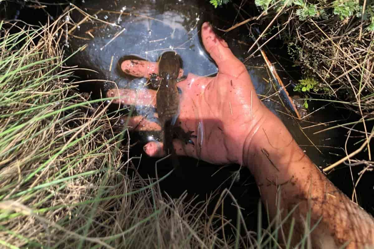 Rescatan y reubican ajolotes de los volcanes ante el calor y la falta de lluvias