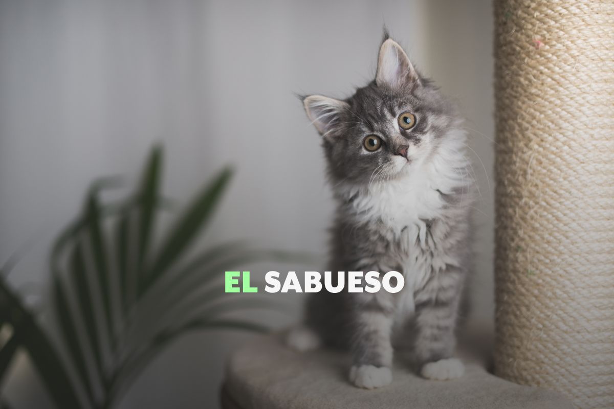 ¿Hay una alerta mundial por la panleucopenia felina? No, pero sí es importante vacunar a tus gatos 