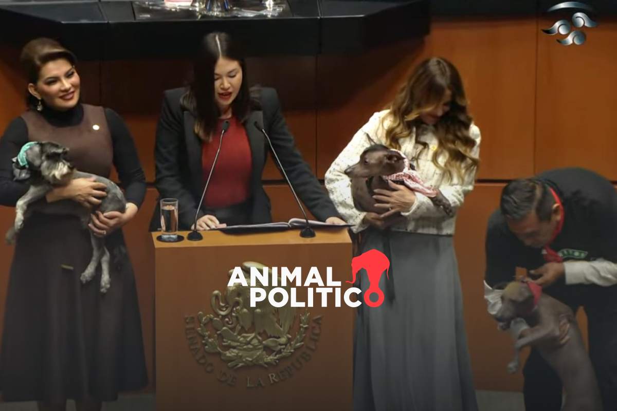 Con la presencia de "Rocco" y "Tonatiuh", senadores aprueban reforma de protección animal