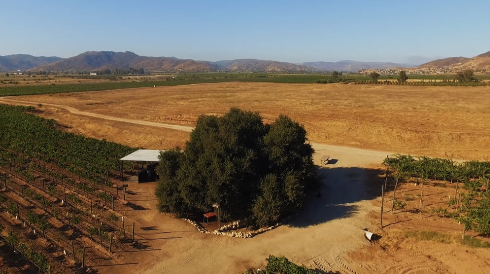 Cuatro nuevos restaurantes para comer en Valle de Guadalupe